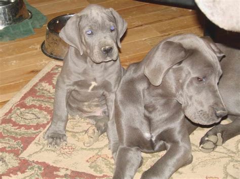 Craigslist Great Dane Puppies For Sale Petsidi
