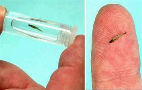 Worlds Smallest Fish From Indonesia Island Of Samartra Small Pets
