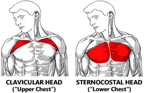 Learn chest anatomy and function, and build the upper, middle and lower chest with these 5 amazing workout routines from betancourt's alex stewart. Best Inner Chest Exercises? (How To Build Inner Pecs)