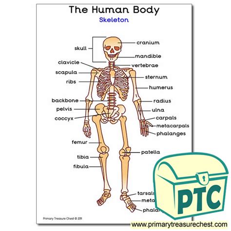 Human Skeleton A3 Poster With Labels Primary Treasure Chest