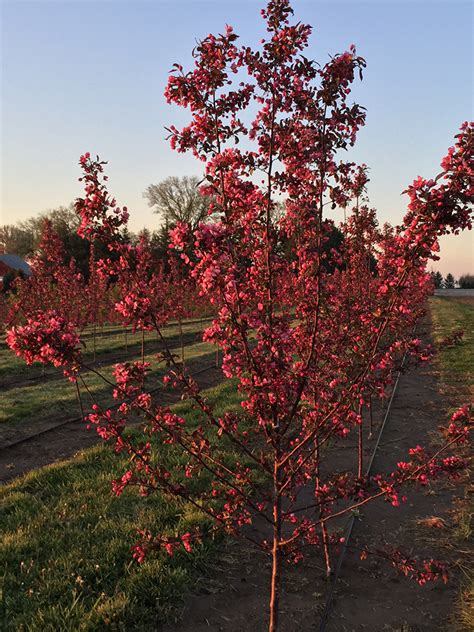 Royal Raindrop Crabapple Tree Pictures Crabapples In General Are