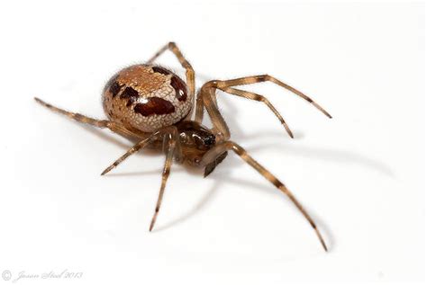 False Widow Spiders Of The Uk
