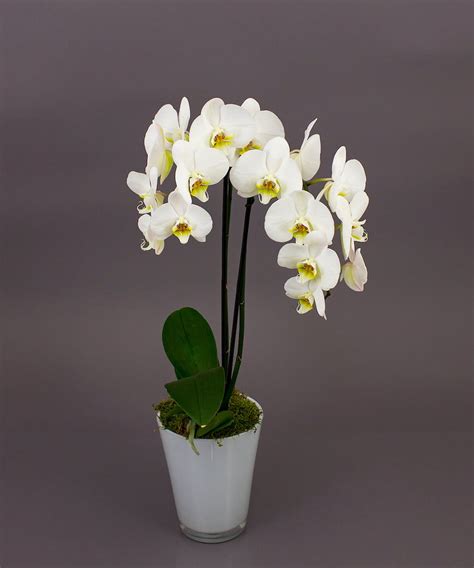 White Phalaenopsis Orchid Same Day Delivery Danvers Ma Currans Flowers