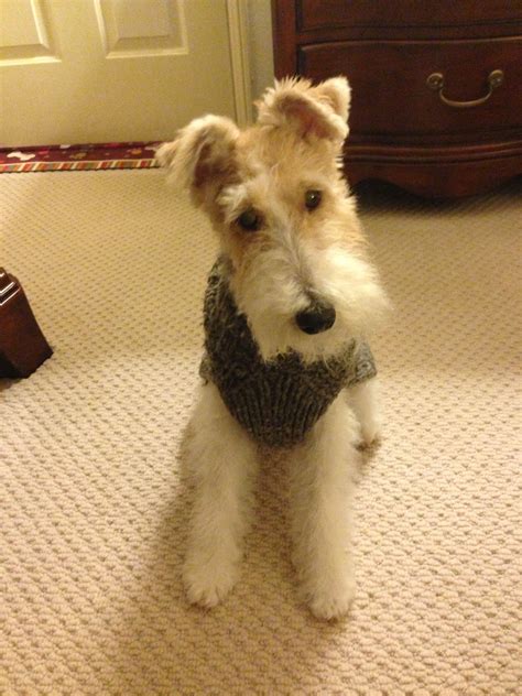 Wire Fox Terrier With A Sweater And Looking Very Sweet Pet Fox Fox