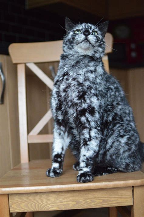 Black Cat Fur Turning White Briankruwblankenship