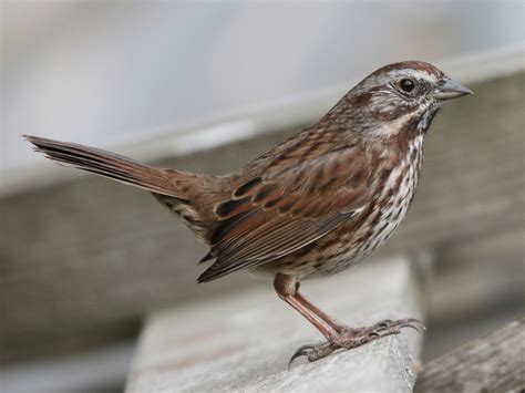 Song Sparrow Cameron Eckert Song Sparrow Sparrow Bird