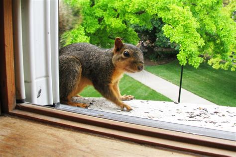 Humane Solutions To Get Squirrels Out Of Your House
