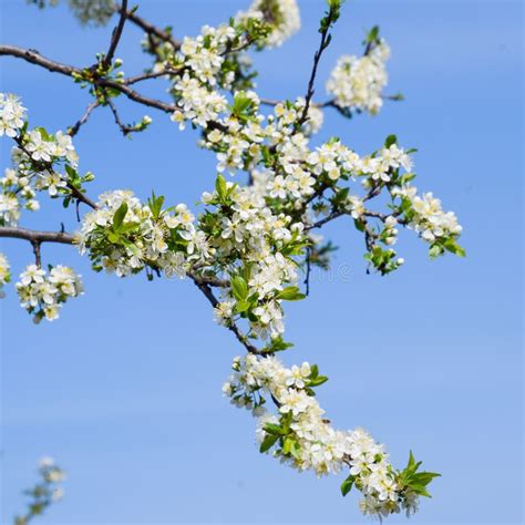 Blooming Cherry Plum Arable Garden Rows Of Young Trees White Flowers