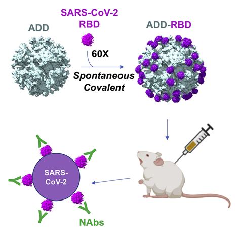 Elicitation Of Potent SARS CoV 2 Neutralizing Antibody Responses