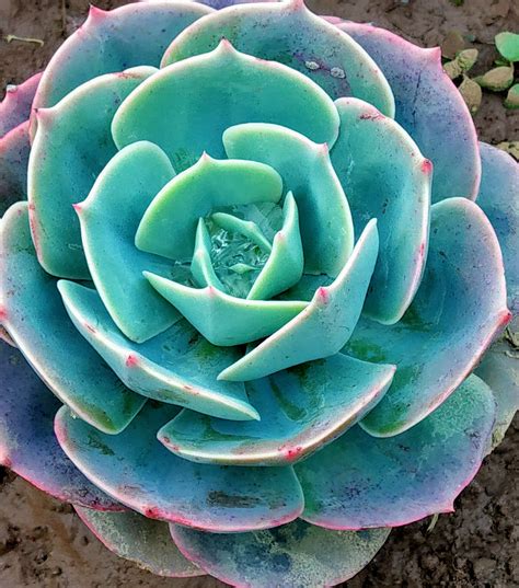 Succulent Plants With Flowers Hot Sex Picture