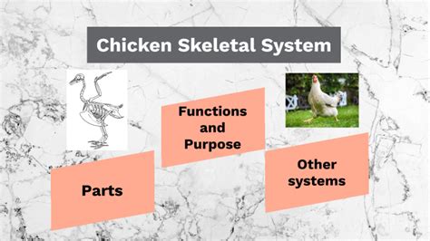 Chicken Skeletal System By Lexi Mitchell