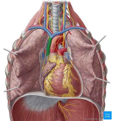 Veia Cava Superior Anatomia Função Relevância Clínica Kenhub