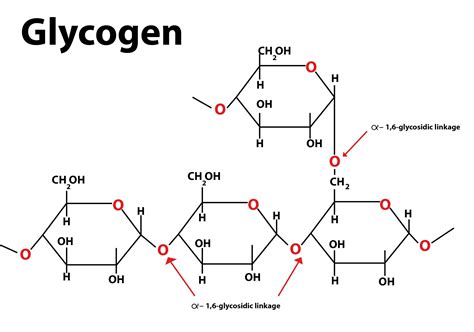 Why Are Starch And Glycogen More Suitable Than Glucose As Storage Products