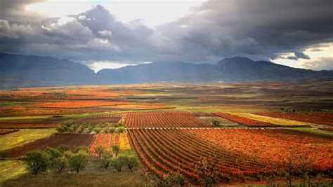 A Beginners Guide To The Wine Grapes Of Spain