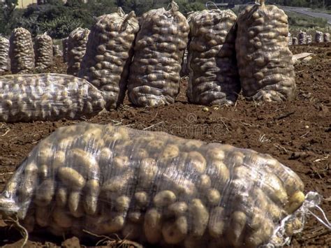 Potato Bag After Harvesting On The Field Stock Image Image Of