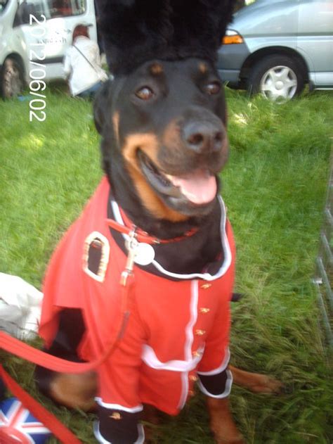 Dog Royal Guard Costume Sewing Projects