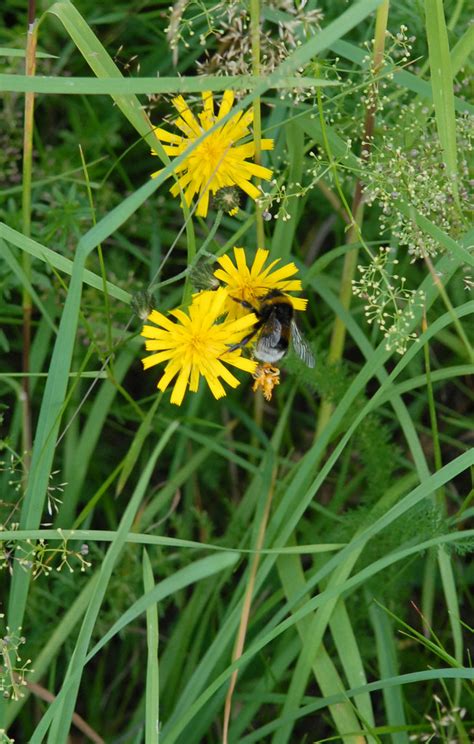 Mutualism, association between organisms of two different species in which each benefits. Mutualism | Mulualism occurs when two organisms interact ...