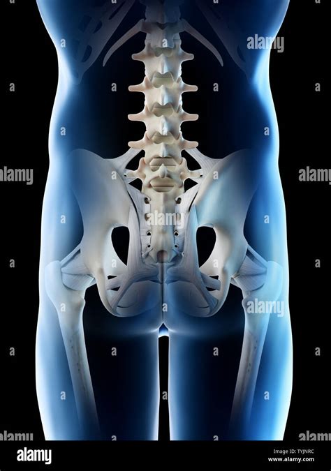 3d Rendered Illustration Of A Mans Skeletal Hip Stock Photo Alamy