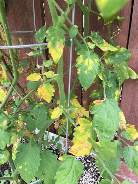 Tomato Leaves Turning Yellow From Base Up Rgardening