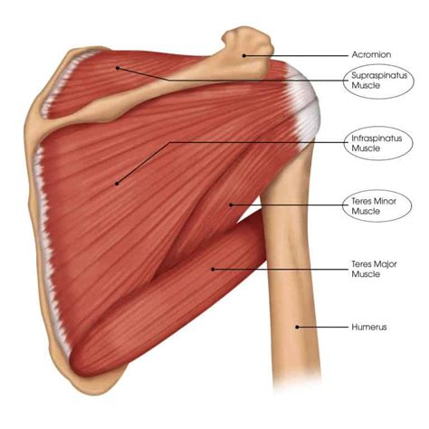 What Are The Rotator Cuff Muscles Brace Access