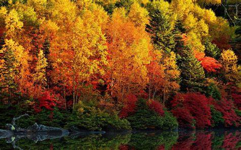 Autumn Forest By The Lake 3 Wallpaper Nature Wallpapers 45638