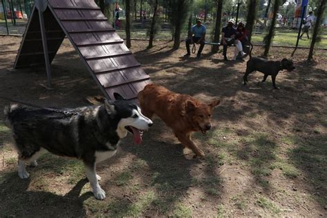 Lleva A Tu Mascota A Estos 5 Parques Para Perros En Cdmx