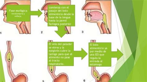 Deglución