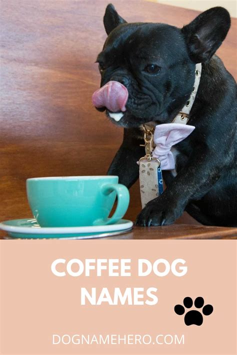 101 Best Coffee Dog Names Brew A New Dog Name Dog Names Female Dog