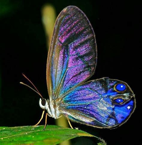 Iridescent Butterfly Papillon Butterfly Butterfly Kisses