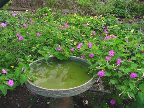 Pictures of 4 o clock flowers. Growing Four O'Clock Flowers | HowStuffWorks "Four O'Clock ...
