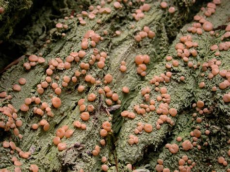 Icmadophila Ericetorum Pictures Of Tropical Lichens