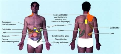 Left side abdominal pain may arise from the internal organs of the abdomen, namely the gastrointestinal and urinary tract, chest, upper pelvic organ, abdominal wall muscles, bones (ribs, spine, pelvis), vessels, nerves or skin. Referred Pain Physical Exam | Stanford Medicine 25 | Stanford Medicine