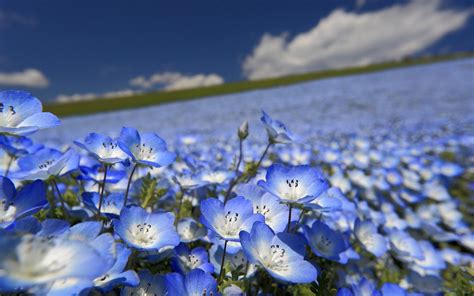 Blue Flower Wallpaper Wallpapersafari