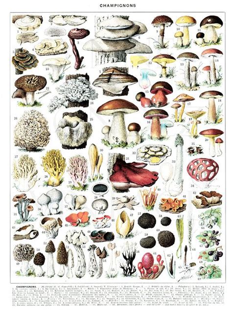 Mushrooms Print 1936 Vintage Mushroom Chart Vintage Kitchen Etsy