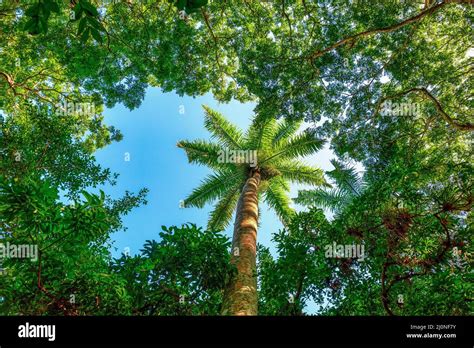 Royal Palm Tree A Cuban National Symbol Stock Photo Alamy