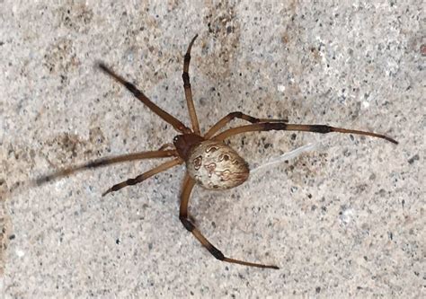 Latrodectus Geometricus Brown Widow Spider In San Rafael Mendoza