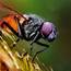 8 Tips For Incredible Insect Macro Photography On IPhone
