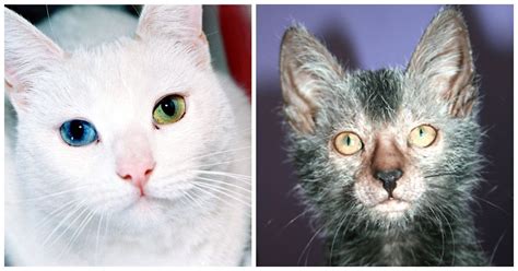 13 Rare And Unusual Cat Breeds To Fall In Love With
