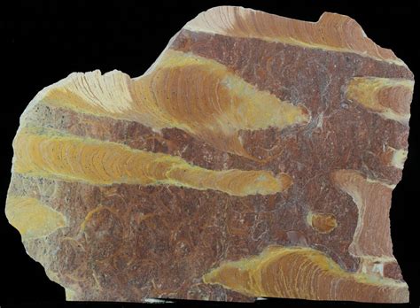 91 Polished Stromatolite Jurusania From Russia 950 Million Years