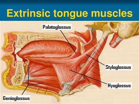 Extrinsic Tongue Muscle Anatomy