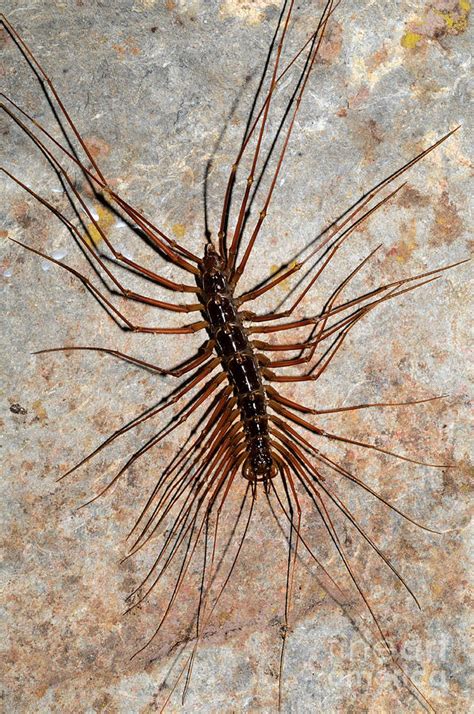 Giant Cave Centipede Photograph By Fletcher And Baylis