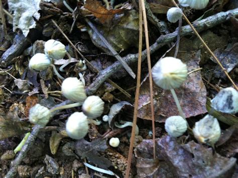 Georgia Finds Need Help With Id Mushroom Hunting And Identification