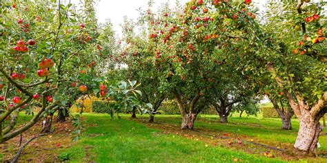 Fruit Tree Orchard Design Designing An Orchard Ben Noblemans Story