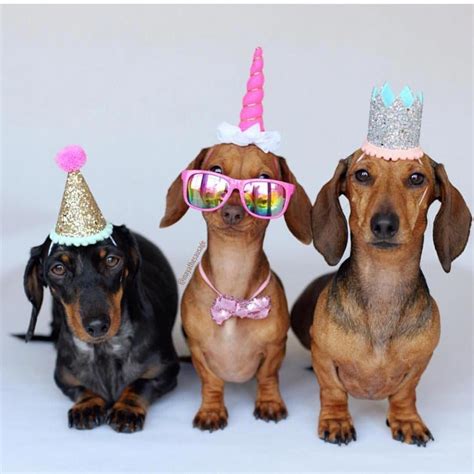 Pin By Dawn Miller On Birthday Fun Happy Birthday Dachshund Dog