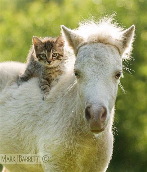 Adorable Miniature Horse Foal With Kitten Riding On His Back