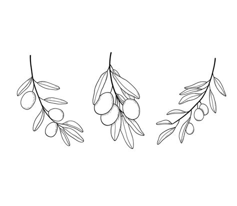 Olive Branch Line Art Drawing Vector Illustration With Olive Leaves Isolated On White