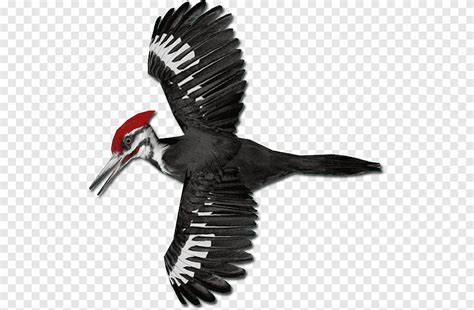 นกหัวขวาน Pileated Piciformes นก วันที่ 9 สัตว์ Png Pngegg