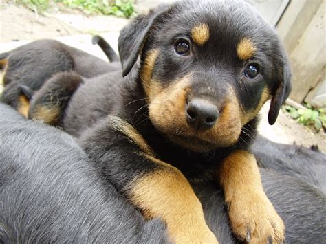 Its head appears blocky with a short length between the stop and nose. German Shepherd Rottweiler Mix - breed info ...