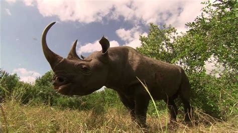 H$e 7u otra manera carga un rinoceronte sino masivamentei casi se te %uede garantizar el 8>ito %or el 3ec3o de ser rinoceronte. Libro La Vaca Y El Rinoceronte | Libro Gratis