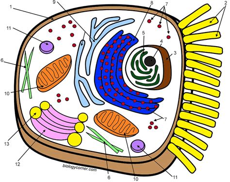 Animal Cell Coloring Answer Key Biology Corner Coloring Walls